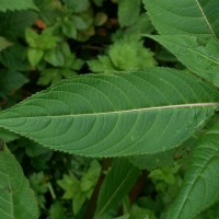 Himalayan Balsam